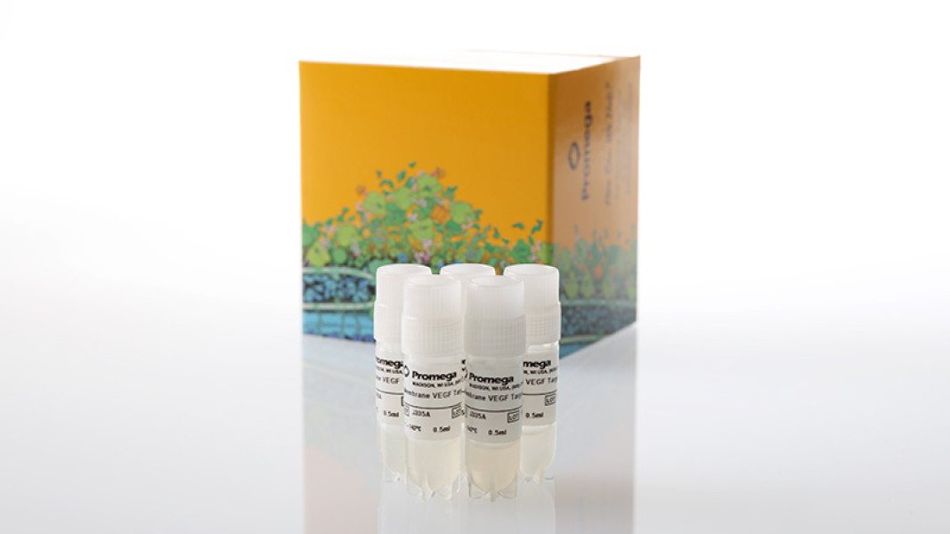 Membrane VEGF Target Cells 5X