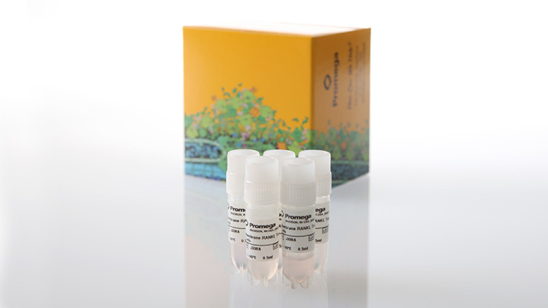 Membrane RANKL Target Cells 5X