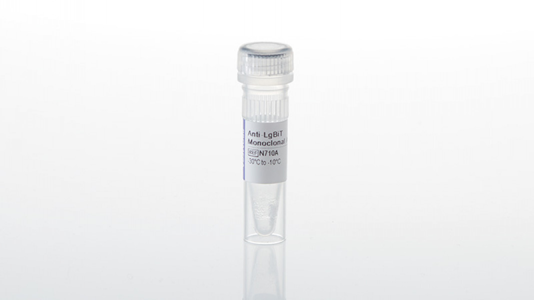 Anti-LgBiT Monoclonal Antibody