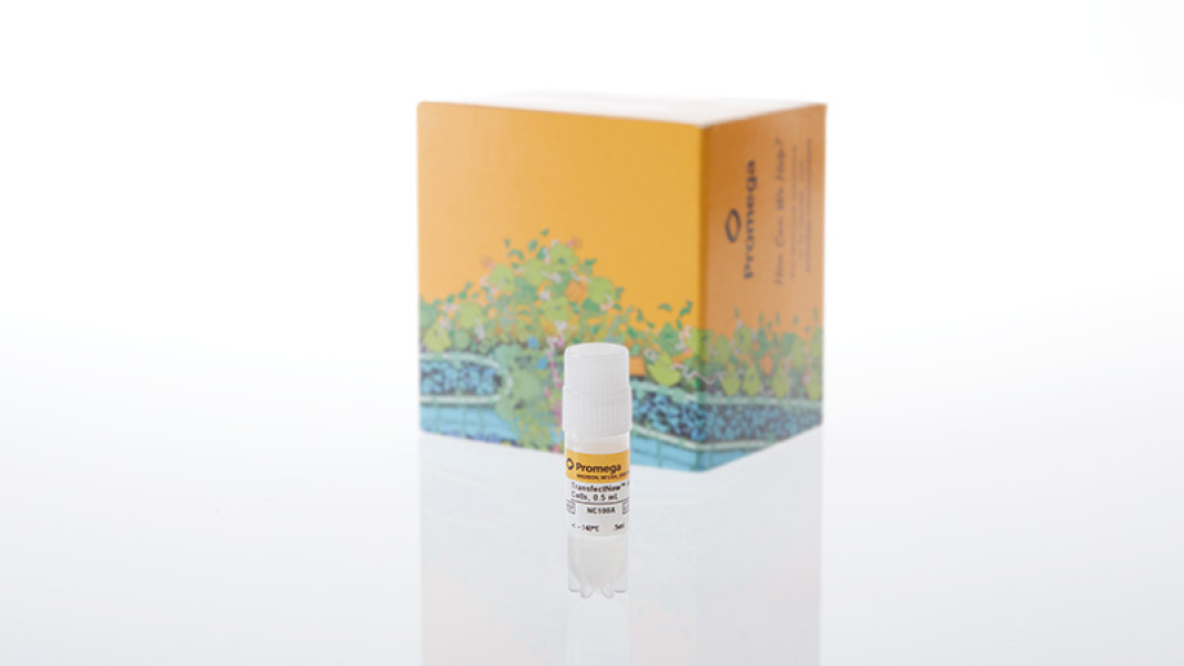 TransfectNow HEK293 Cells