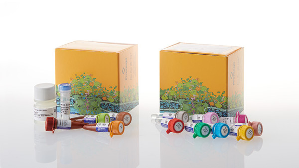 NanoBRET(TM) TE CDK Selectivity System B