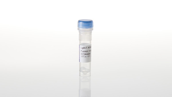 LgBiT-KRAS(G12D) Fusion Vector