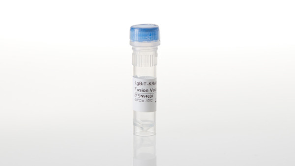 LgBiT-KRAS(G12V) Fusion Vector
