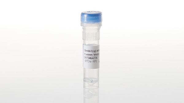 SmBiT(q)-KRAS(Q61R) Fusion Vector