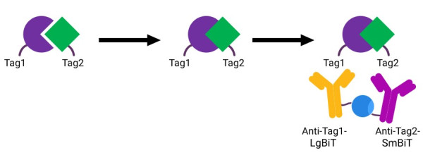 Lumit® Anti-DYKDDD-LgBiT and-SmBiT, 20ul