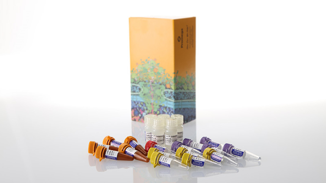 Lumit IL-6 (Human) Immunoassay